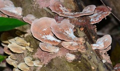 Rhodofomitopsis feei