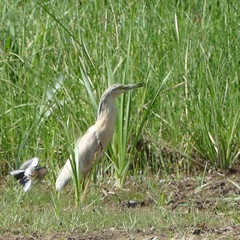Ardeola ralloides