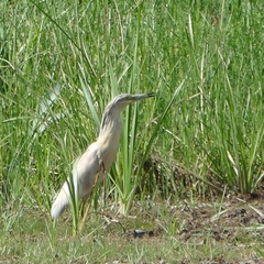 Ardeola ralloides