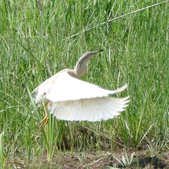 Ardeola ralloides