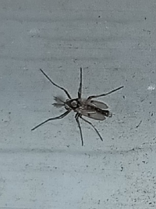 Coelotanypus scapularis photo 3