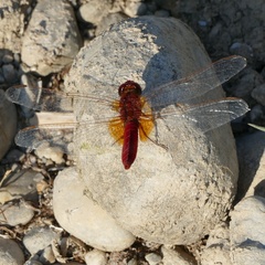 Crocothemis erythraea