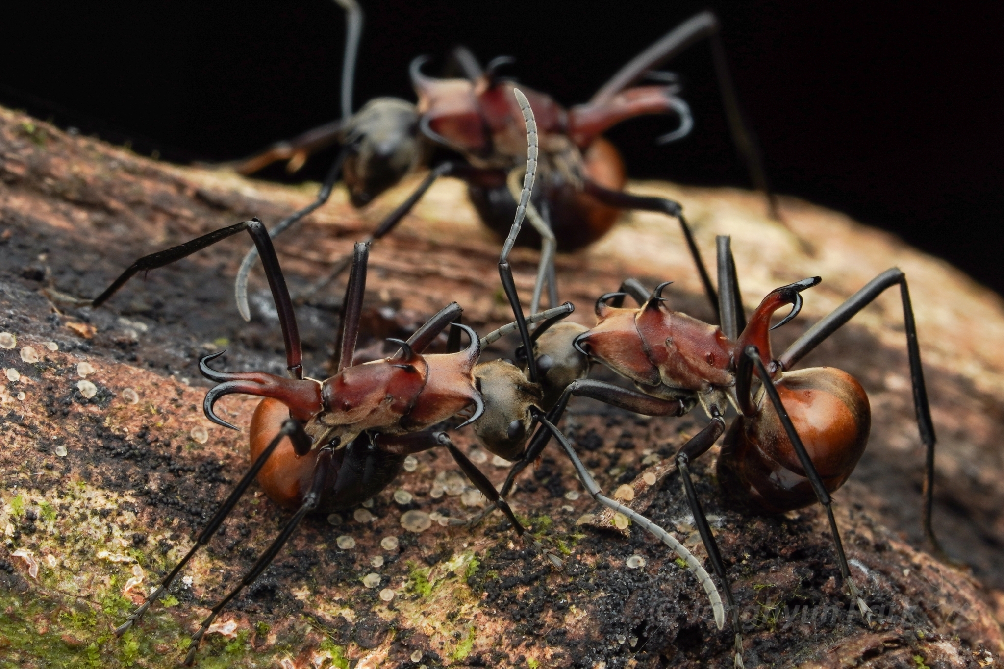 Polyrhachis tonsilis