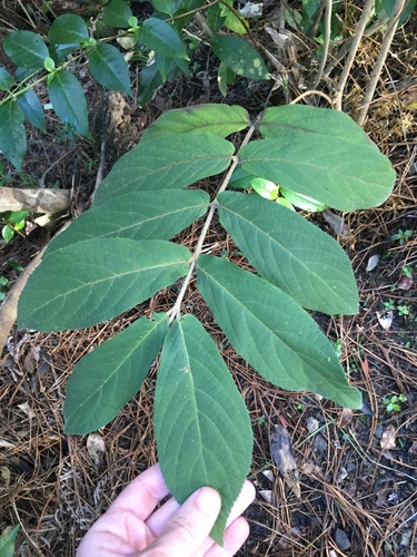Callicarpa rubella, photograph 5
