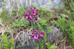 Pedicularis orthantha