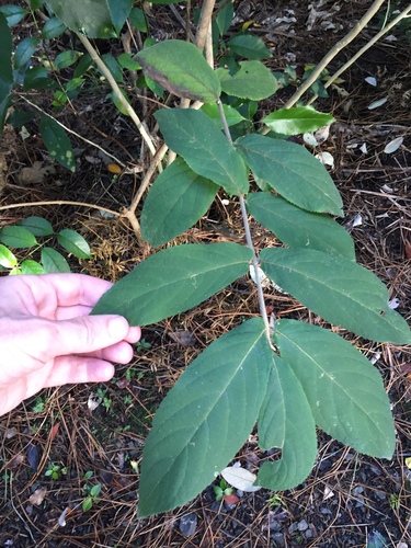 Callicarpa rubella, photograph 6