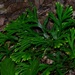 Selaginella intermedia - Photo (c) tansh91, osa oikeuksista pidätetään (CC BY-NC), lähettänyt tansh91