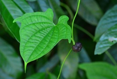 Dioscorea sansibarensis