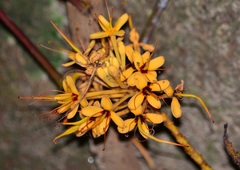 Saraca thaipingensis