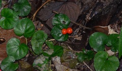 Geophila repens