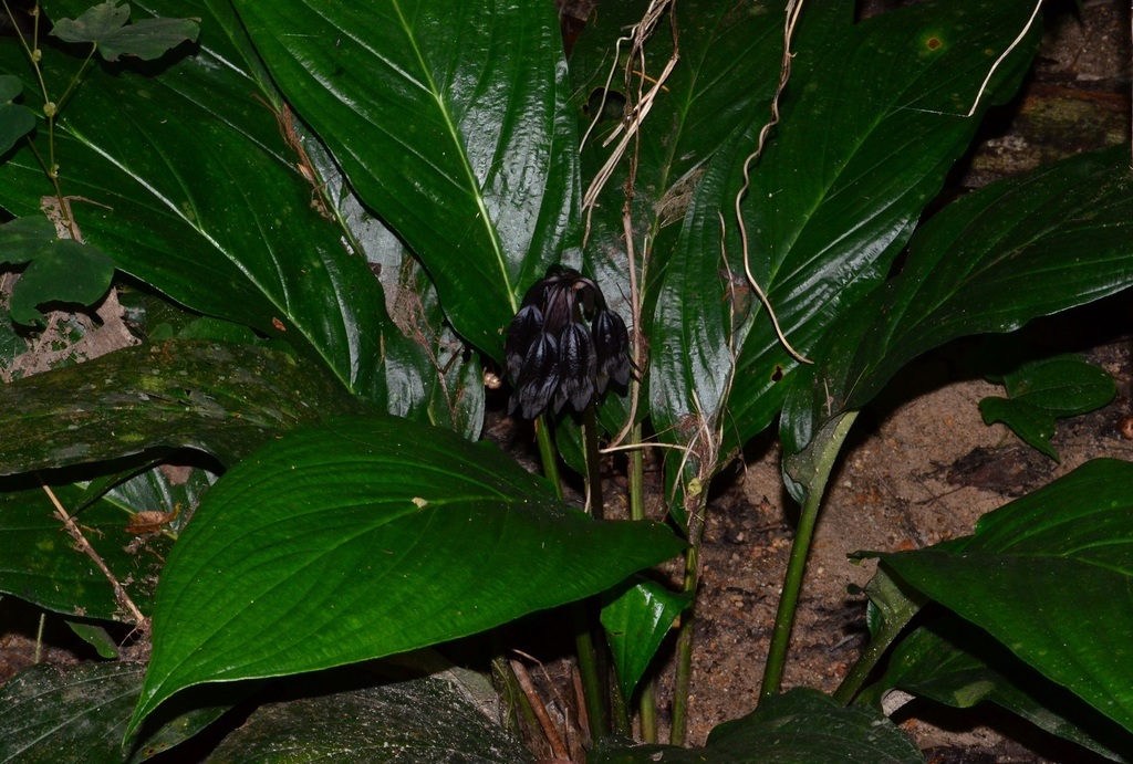 Flor Murciélago Negra (Tacca chantrieri) · iNaturalist Ecuador
