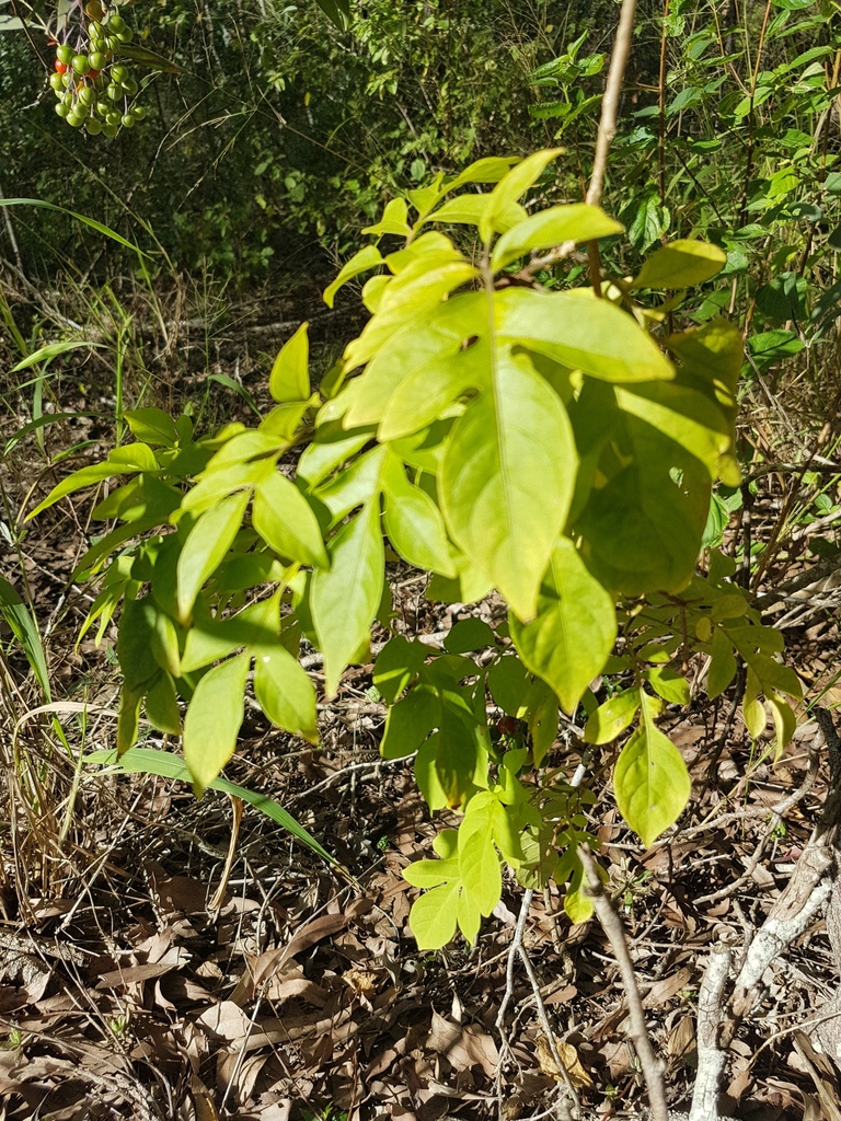 Brazilian Nightshade in June 2017 by pcopping_ecp · iNaturalist