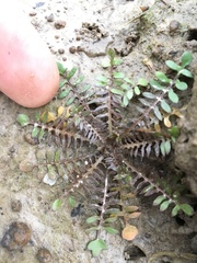 Planodes virginicum