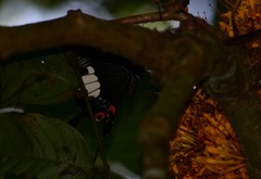 Papilio iswara