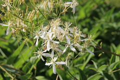 Clematis recta