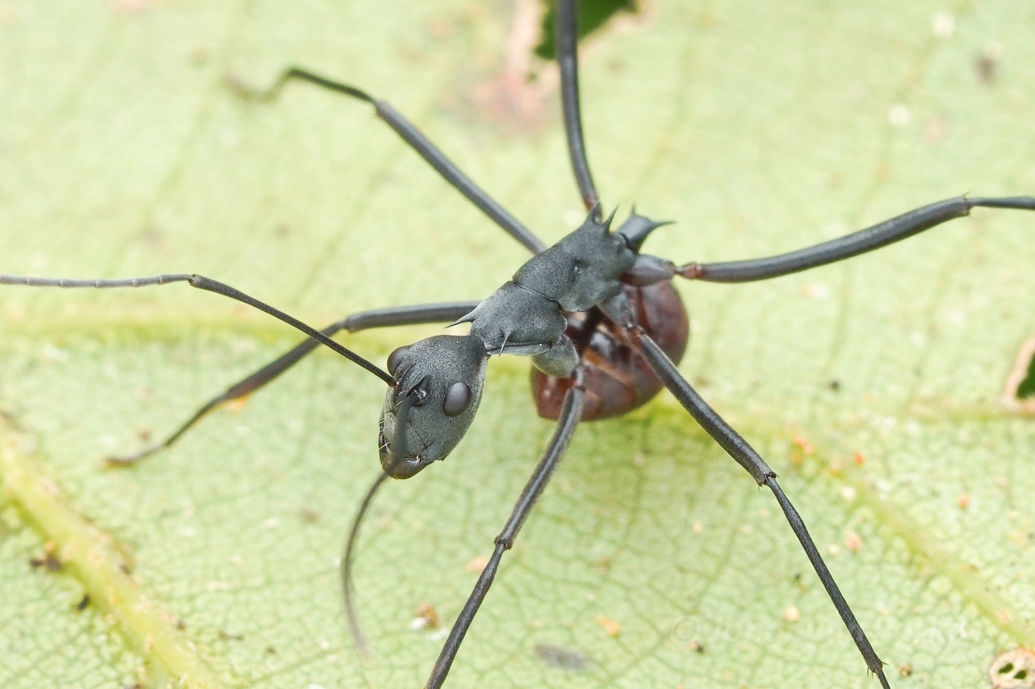 Polyrhachis muelleri