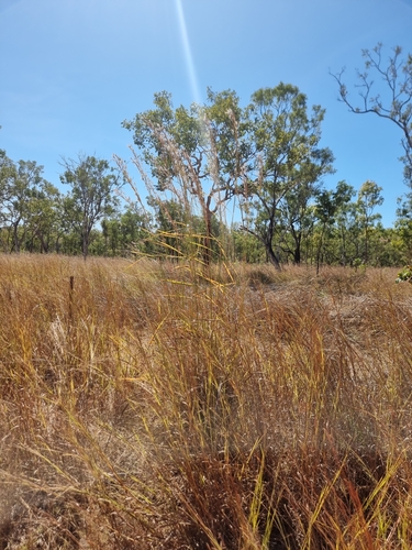 Image of Andropogon gayanus by (c) Ben Lewis, some rights reserved (CC BY)