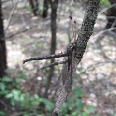 Ascaloptynx appendiculata