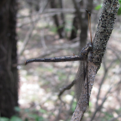 Ascaloptynx appendiculata