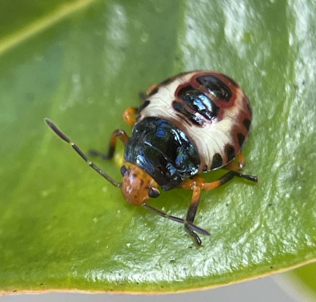 Amyotea hamata from Malanda Millaa Millaa Rd, Millaa Millaa, QLD, AU on ...