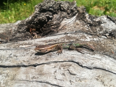 Liolaemus cyanogaster