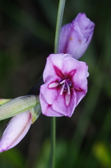 Gladiolus gueinzii