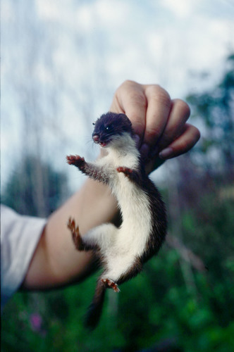 American Ermine (Mustela richardsonii), a lookalike recorded in Oregon