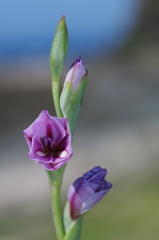 Gladiolus gueinzii