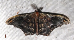 Hyposidra violescens