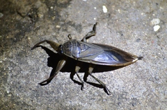 Lethocerus cordofanus