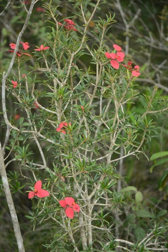 Euphorbia podocarpifolia