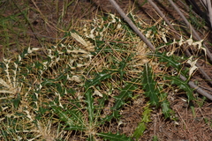 Ptilostemon hispanicus