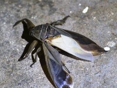 Lethocerus cordofanus