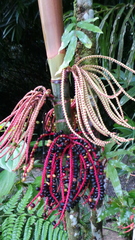 Pinanga