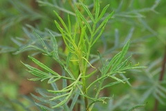 Senecio brasiliensis