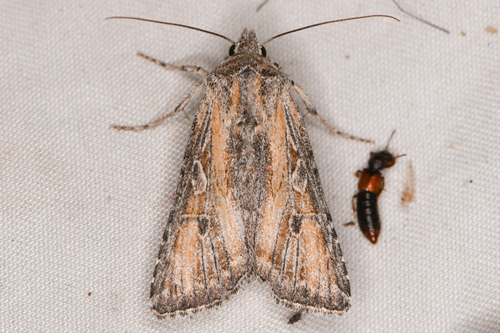 Euxoa pluralis photo 2