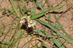Linaria amethystea amethystea