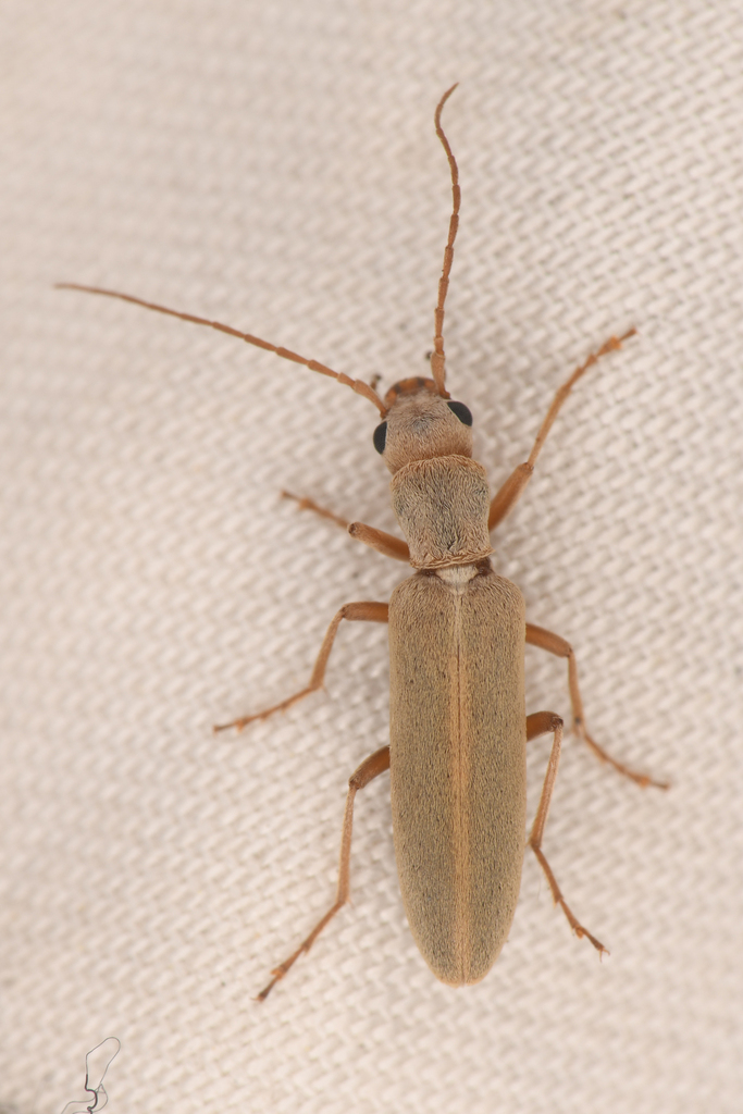 Oxacis sericea