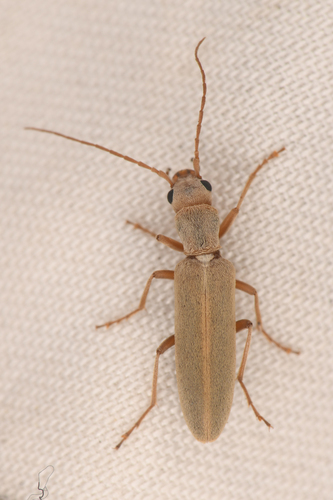 Oxacis sericea