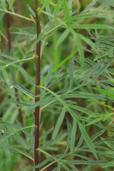 Senecio brasiliensis