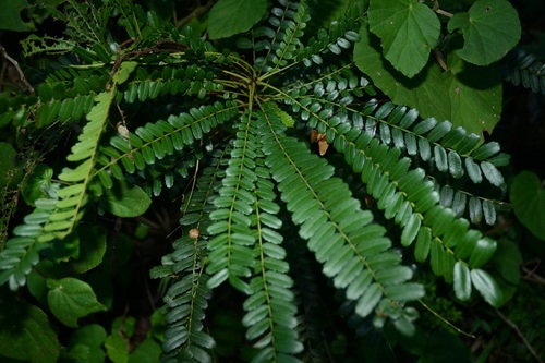 Spathelia cubensis · iNaturalist