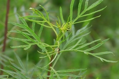 Senecio brasiliensis