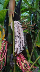 Pinanga