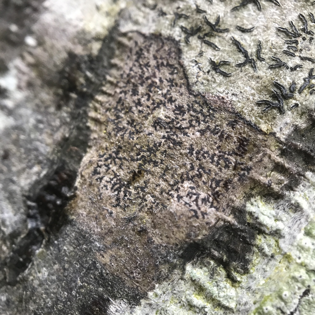 Arthonia anglica