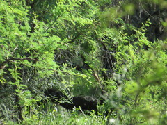 Schoeniophylax phryganophilus