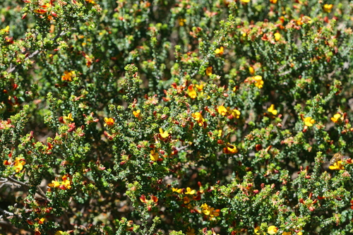 Image of Pultenaea densifolia by (c) Kym Nicolson, some rights reserved (CC BY)