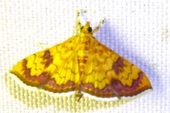 Isocentris filalis