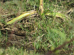Schoeniophylax phryganophilus