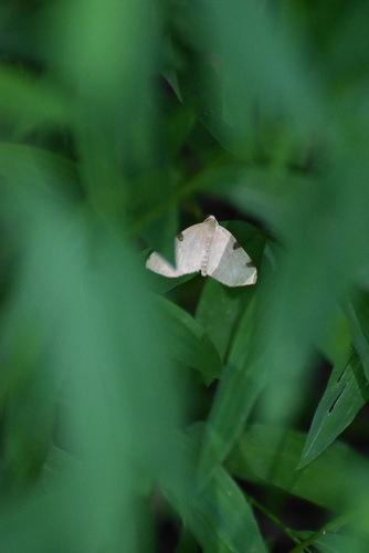 Three-spotted Fillip photo 6