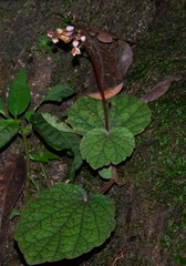 Begonia sinuata